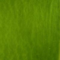 lime Art Glass