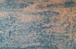 Youghiogheny Oceana